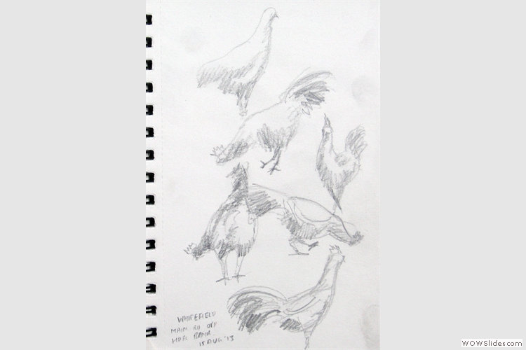 Live study of hens by Prabal Mallick